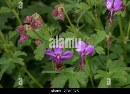 Bec de grue de roche, Geranium macrorrhizum, en fleur sur calcaire dans les Alpes italiennes. Banque D'Images