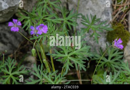 Bec de grue à longue tige, Geranium columbinum en fleur sur éboulis calcaire. Banque D'Images