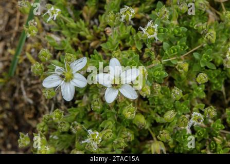 Sablier frangé, Arenaria ciliata en fleur, Alpes italiennes. Banque D'Images