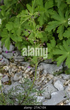 Figwort français, Scrophularia canina ssp. Hoppii, en fleur sur éboulis calcaire, Alpes italiennes. Banque D'Images