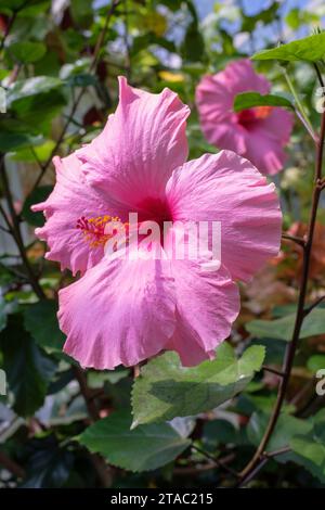 Séminole Pink Hibiscus, Hibiscus rosa-sinensis Seminole Pink, grandes fleurs roses aux yeux rouges profonds; Banque D'Images