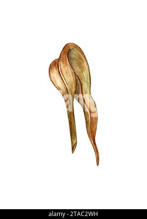 Illustration à l'aquarelle d'une fine feuille d'herbe desséchée. Herbes rares des champs isolées sur un fond blanc. Convient à la conception de linge de lit, tissu Banque D'Images