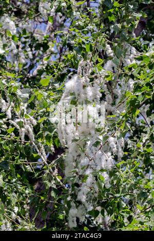 Pollen de peuplier sur l'arbre. Colombiers, Occitanie, France ​ Banque D'Images