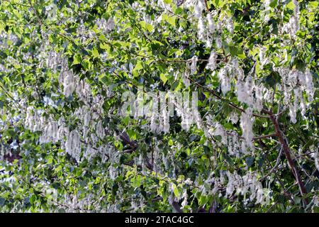 Pollen de peuplier sur l'arbre. Colombiers, Occitanie, France ​ Banque D'Images