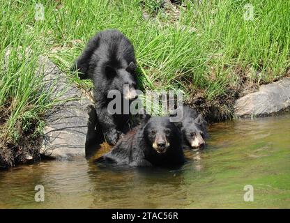 l'ours noir sow et ses deux petits nageant dans le sud de la rivière platte en été dans le canyon de waterton, littleton, colorado Banque D'Images