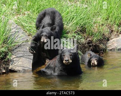 l'ours noir sow et ses deux petits nageant dans le sud de la rivière platte en été dans le canyon de waterton, littleton, colorado Banque D'Images