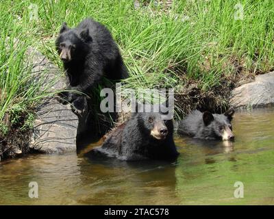 l'ours noir sow et ses deux petits nageant dans le sud de la rivière platte en été dans le canyon de waterton, littleton, colorado Banque D'Images