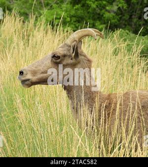 un profil de brebis de mouton de montagne rocheuse dans l'herbe le long du sentier dans le canyon de waterton, près de littleton, colorado Banque D'Images