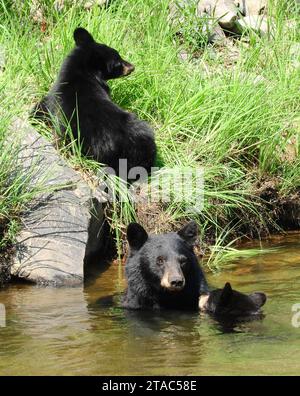 l'ours noir sow et ses deux petits nageant dans le sud de la rivière platte en été dans le canyon de waterton, littleton, colorado Banque D'Images