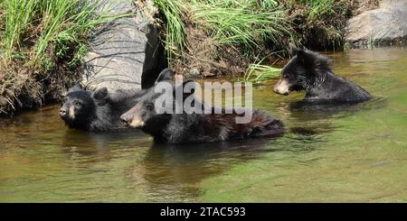 l'ours noir sow et ses deux petits nageant dans le sud de la rivière platte en été dans le canyon de waterton, littleton, colorado Banque D'Images