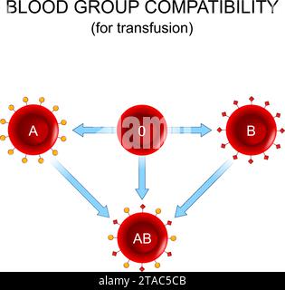 Compatibilité des groupes sanguins pour la transfusion. Donneur et receveur. Don de sang. Quatre groupes sanguins de base, composés de combinaisons du type A et Ty Illustration de Vecteur