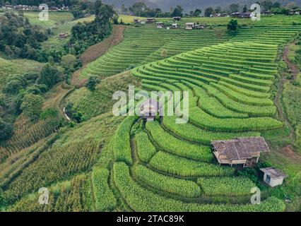 Paysage de terrasses de riz vert au milieu de l'agriculture de montagne. Destinations touristiques dans Chiangmai, Thaïlande. Rizières en terrasses. Agriculture traditionnelle. Banque D'Images