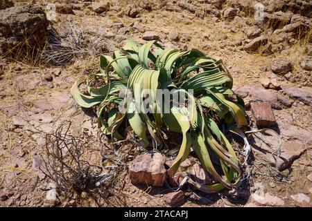 Plante Welwitschia (Welwitschiaceae) à trois stades Forêt pétrifiée, Forêt pétrifiée, Namibie, Afrique Banque D'Images