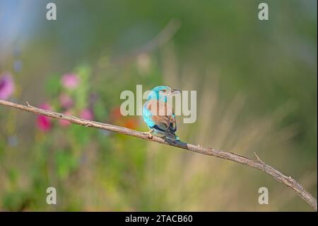 Rouleau européen (Coracias garrulus) sur une branche. Fleurs colorées floues en arrière-plan. Banque D'Images