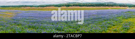 Terrain Bluebonnet, Spicewood, Texas Banque D'Images