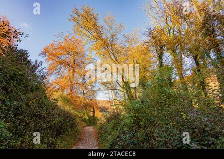 Un sentier automnal de craie qui serpente autour du lac Swanbourne dans Arundel Park, South Downs National Park, West Sussex, Royaume-Uni. Banque D'Images