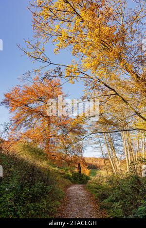 Un sentier automnal de craie qui serpente autour du lac Swanbourne dans Arundel Park, South Downs National Park, West Sussex, Royaume-Uni. Banque D'Images