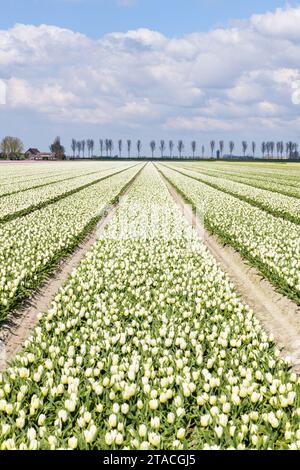 Rangées de tulipes à fleurs blanches dans un champ avec des arbres à l'horizon par une journée ensoleillée au printemps sur l'île de Goeree-Overflakkee dans les pays-Bas Banque D'Images