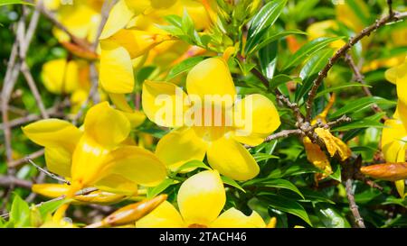 Jaune vif des fleurs Allamanda cathartica, nom commun sont trompette dorée, trompette commune, et Allamanda jaune. Cette plante originaire du Brésil Banque D'Images