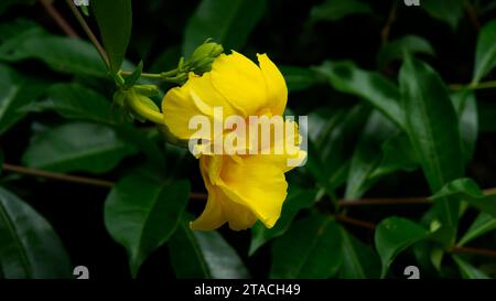 Gros plan jaune Allamanda avec pétales à double couche avec des feuilles vertes dans le jardin. Les autres noms incluent Oleander Allamanda et Bush Allamanda. Banque D'Images