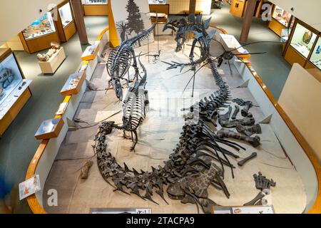 Exposition de divers squelettes de dinosaures au musée préhistorique de l'est de l'USU, Price, Utah. Un grand camarasaurus est devant. Banque D'Images