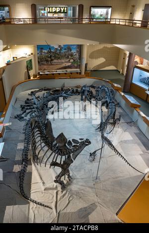 Exposition de divers squelettes de dinosaures au musée préhistorique de l'est de l'USU, Price, Utah, avec un stégosaure devant. Banque D'Images