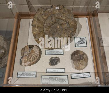 Exposition de fossiles d'ammonites au musée préhistorique de l'USU Eastern à Price, Utah. Banque D'Images