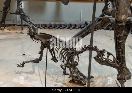 Moulage du squelette d'un jeune Allosaurus fragilis dans le musée préhistorique de l'USU Eastern à Price, Utah. Banque D'Images