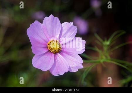 Gros plan d'une fleur de cosmos violette unique avec un centre jaune vif dans un cadre de jardin, entouré de feuillage vert. Banque D'Images