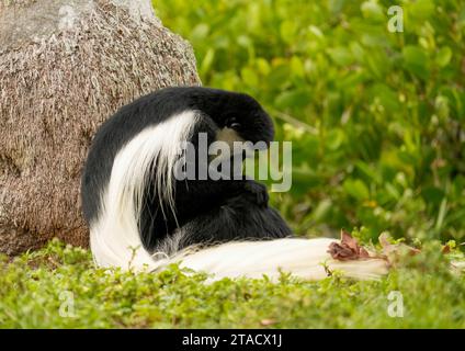 Naples, États-Unis. 29 novembre 2023. Naples, Floride, vendredi 29 novembre 2023. Zoo de Naples exposition colobus noir et blanc, Naples Floride, mercredi 29 novembre 2023. Crédit : Jennifer Graylock/Alamy Live News Banque D'Images