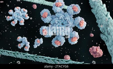 Le rendu 3D de la molécule d'apoptosome humain contient sept molécules Apaf-1 disposées symétriquement dans une structure en forme de roue pour former un moyeu central Banque D'Images