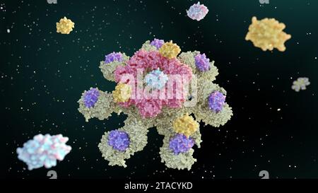 Le rendu 3d de la caspase-9 est activé sur le complexe apoptosome et la caspase-9 active la caspase-3 Banque D'Images