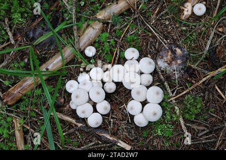 Lycoperdon perlatum, communément connu sous le nom de palet commun, palet verni, palet à pierres précieuses, ou encore de champignon sauvage du diable, originaire de Finlande Banque D'Images