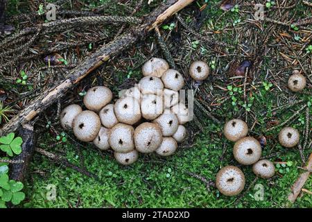 Lycoperdon perlatum, communément connu sous le nom de palet commun, palet verni, palet à pierres précieuses, ou encore de champignon sauvage du diable, originaire de Finlande Banque D'Images