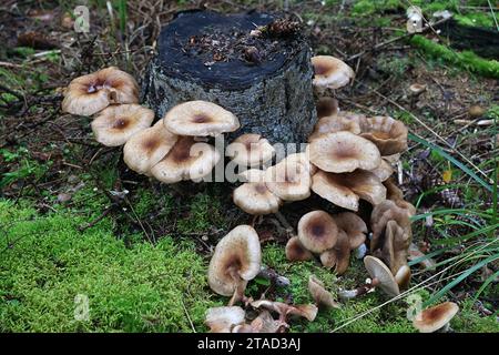 Armillaria ostoyae, également appelé Armillaria solidipes, communément appelé champignon du miel foncé, champignon sauvage de Finlande Banque D'Images