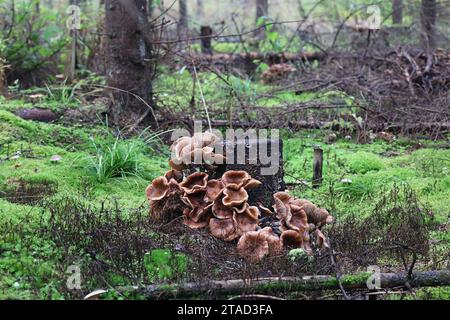 Armillaria ostoyae, également appelé Armillaria solidipes, communément appelé champignon du miel foncé, champignon sauvage de Finlande Banque D'Images