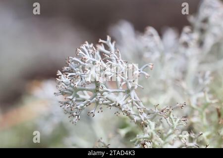 Cladonia arbuscula, communément appelée mousse de renne, lichen en coupe arbussive ou lichen de renne vert Banque D'Images