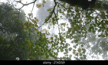 Érable dans la forêt Banque D'Images