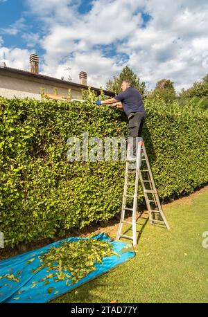 Homme mature taille haie avec un taille-haie électrique dans le jardin. Banque D'Images