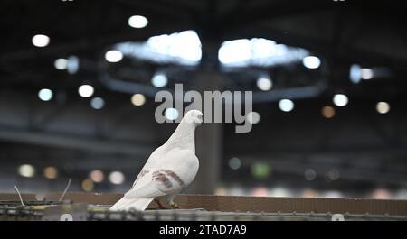 Leipzig, Allemagne. 30 novembre 2023. Un pigeon s'est échappé d'une cage. Du 1 au 3 décembre 2023, le 127e salon fédéral de Lipsia et le 27e salon des pigeons de race auront lieu au salon de Leipzig, où plus de 21 000 oiseaux seront exposés et soumis à une évaluation d'experts. Crédit : Patricia Bartos/dpa/Alamy Live News Banque D'Images