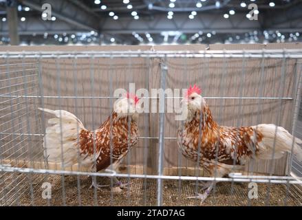 Leipzig, Allemagne. 30 novembre 2023. Poulets barbus nains de Thuringe dans leurs cages. Du 1 au 3 décembre 2023, le 127e salon fédéral de Lipsia et le 27e salon des pigeons de race auront lieu au salon de Leipzig, où plus de 21 000 animaux seront présentés et soumis à une évaluation professionnelle. Crédit : Sebastian Willnow/dpa/Alamy Live News Banque D'Images