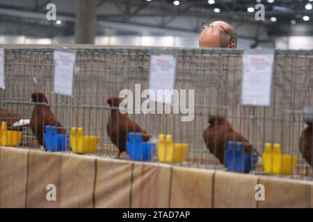 Leipzig, Allemagne. 30 novembre 2023. Un juge dans des cages avec des pigeons pedigree exposés. Du 1 au 3 décembre 2023, la 127e Lipsia Federal Show et la 27e Breed Pigeon Show auront lieu au salon de Leipzig, où plus de 21 000 oiseaux seront exposés et jugés professionnellement. Crédit : Sebastian Willnow/dpa/Alamy Live News Banque D'Images