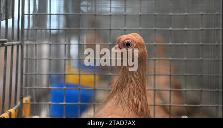 Leipzig, Allemagne. 30 novembre 2023. Un pigeon de la race Wiener Gansel en cage. Du 1 au 3 décembre 2023, le 127e salon fédéral de Lipsia et le 27e salon des pigeons de race auront lieu au salon de Leipzig, où plus de 21 000 animaux seront exposés et soumis à une évaluation d'experts. Crédit : Patricia Bartos/dpa/Alamy Live News Banque D'Images