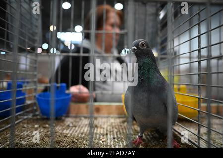 Leipzig, Allemagne. 30 novembre 2023. Un pigeon de la race Stettiner Tümmler en cage. Du 1 au 3 décembre 2023, le 127e salon fédéral de Lipsia et le 27e salon des pigeons de race auront lieu au salon de Leipzig, où plus de 21 000 animaux seront exposés et soumis à une évaluation professionnelle. Crédit : Patricia Bartos/dpa/Alamy Live News Banque D'Images