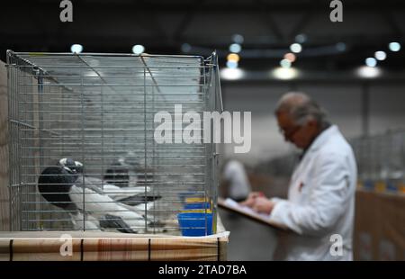 Leipzig, Allemagne. 30 novembre 2023. Un juge évalue les animaux. Du 1 au 3 décembre 2023, la 127e Lipsia Federal Show et la 27e Breed Pigeon Show auront lieu au salon de Leipzig, où plus de 21 000 oiseaux seront exposés et jugés professionnellement. Crédit : Patricia Bartos/dpa/Alamy Live News Banque D'Images