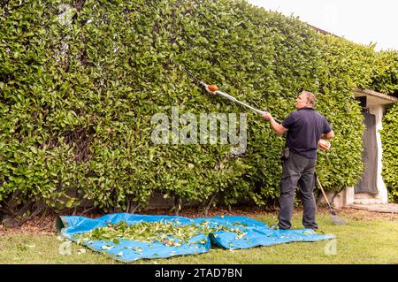 Homme mature taille haie avec un taille-haie électrique dans le jardin. Banque D'Images