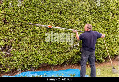 Homme mature taille haie avec un taille-haie électrique dans le jardin. Banque D'Images