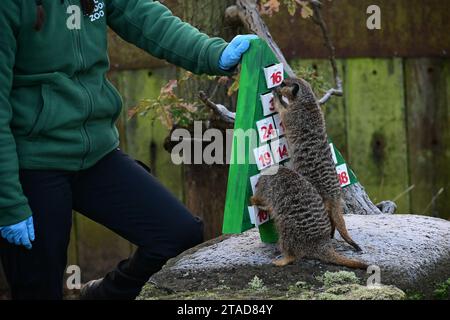 Londres, Royaume-Uni. 30 novembre 2023. Les surprises de l'Avent des suricates au zoo de Londres déclenchent le compte à rebours de Noël, Londres, Royaume-Uni. Crédit : Voir Li/Picture Capital/Alamy Live News Banque D'Images