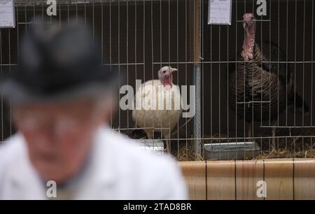 Leipzig, Allemagne. 30 novembre 2023. Dindes en cages. Du 1 au 3 décembre 2023, le 127e salon fédéral de Lipsia et le 27e salon des pigeons de race auront lieu au salon de Leipzig, où plus de 21 000 animaux seront exposés et jugés professionnellement. Crédit : Sebastian Willnow/dpa/Alamy Live News Banque D'Images