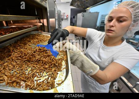 Brno, République tchèque. 17 novembre 2023. Société Grig, spécialisée dans les aliments sains avec de la farine de cricket nutritive produire des insectes comestibles à Brno, République tchèque, 17 novembre 2023. Vers illustrés. Crédit : Vaclav Salek/CTK photo/Alamy Live News Banque D'Images